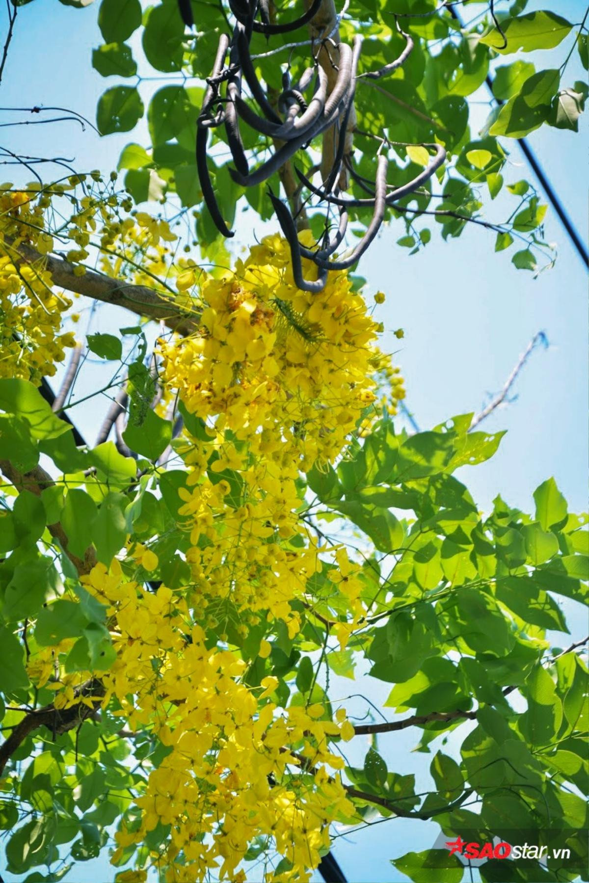 Tháng 5, hoa bò cạp vàng kể chuyện ngày ngày thắp lửa gọi mưa đầu mùa về Sài Gòn Ảnh 2