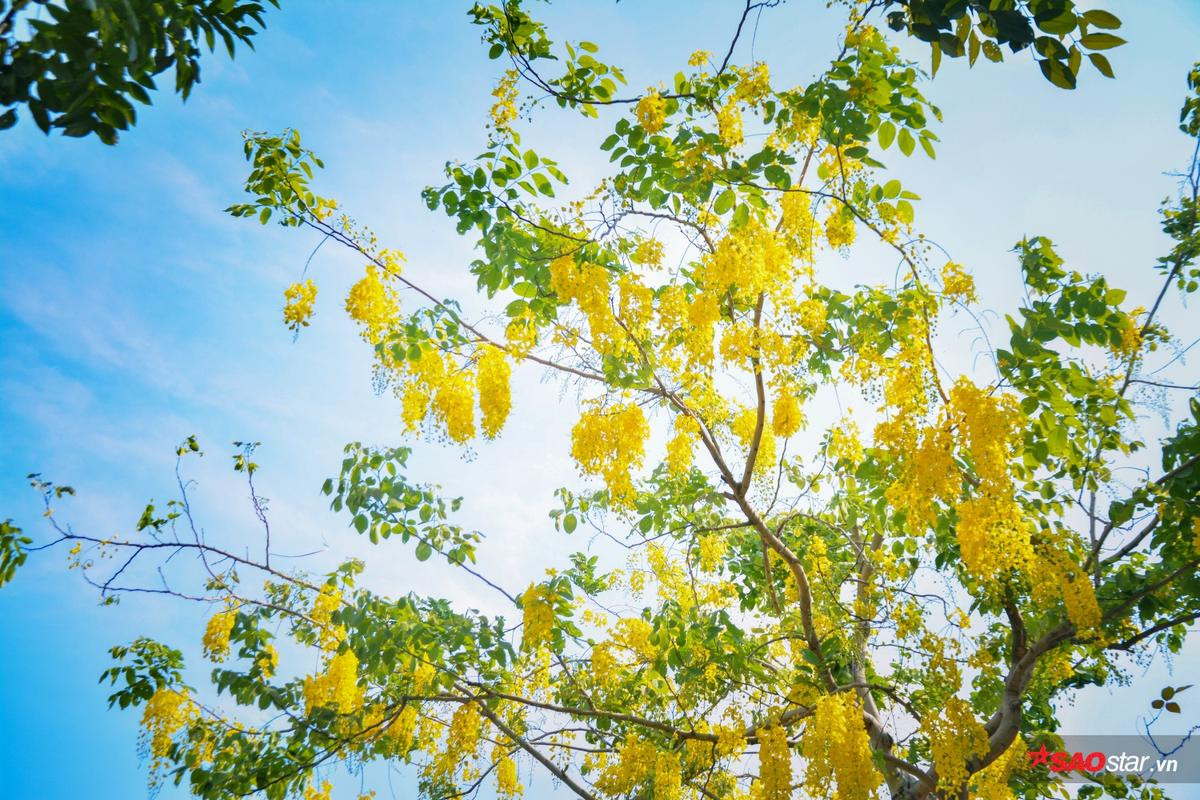 Tháng 5, hoa bò cạp vàng kể chuyện ngày ngày thắp lửa gọi mưa đầu mùa về Sài Gòn Ảnh 7