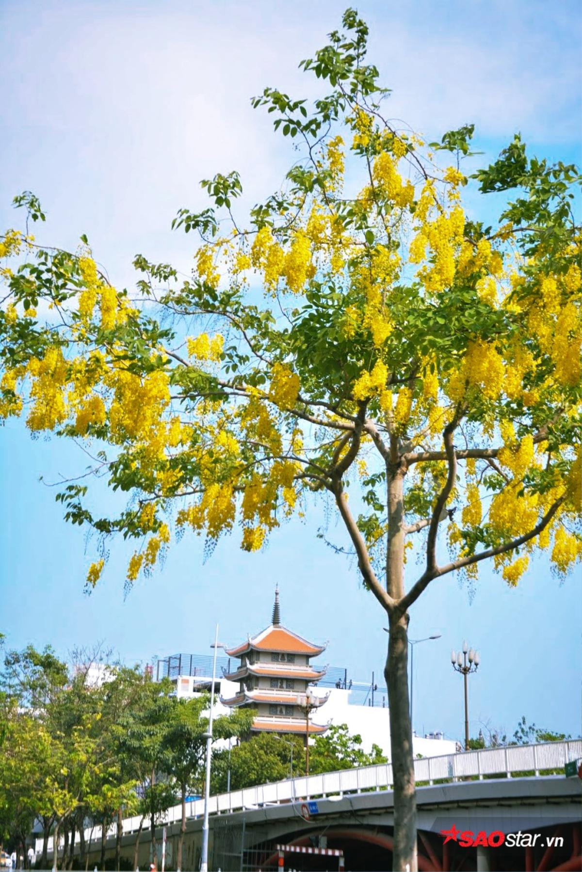 Tháng 5, hoa bò cạp vàng kể chuyện ngày ngày thắp lửa gọi mưa đầu mùa về Sài Gòn Ảnh 5