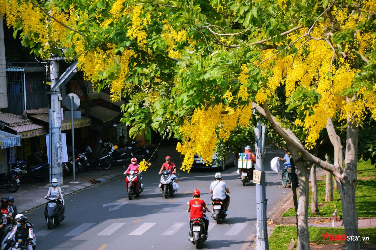 Tháng 5, hoa bò cạp vàng kể chuyện ngày ngày thắp lửa gọi mưa đầu mùa về Sài Gòn Ảnh 11