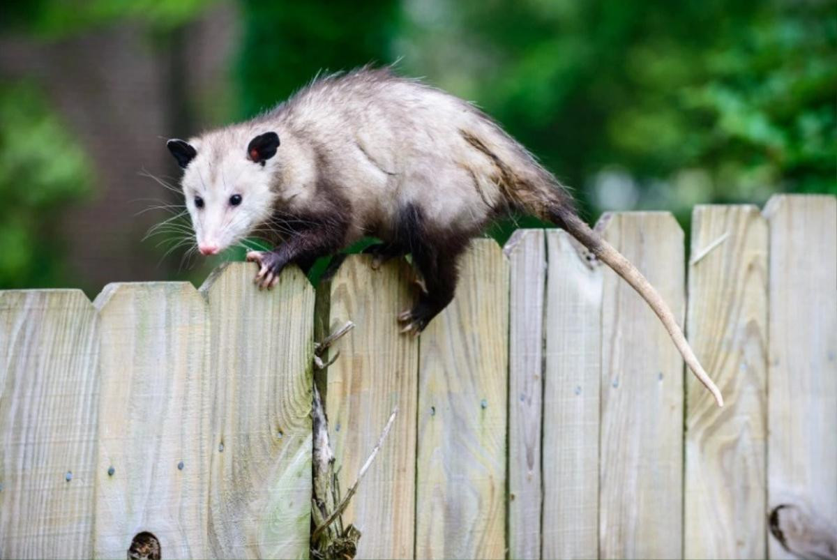 opossum