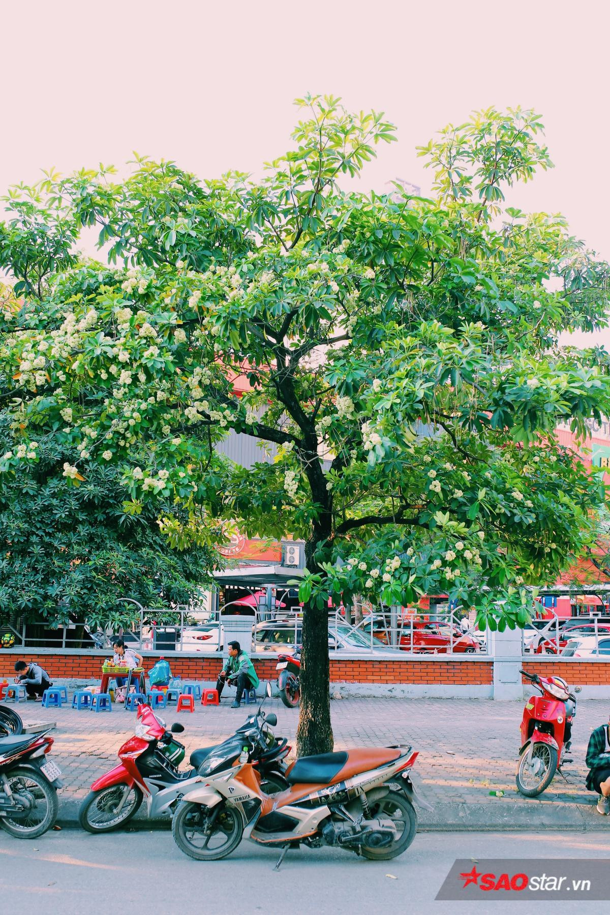 Hà Nội những ngày hoa sữa trái mùa: Nắng đó, nóng đó nhưng cũng lắm tinh khôi! Ảnh 4