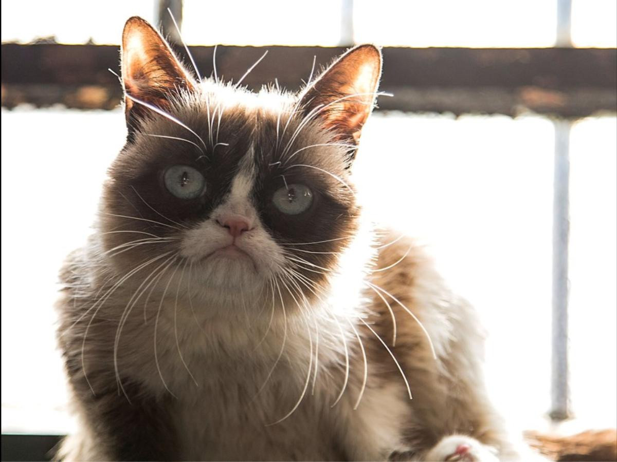 23 tấm ảnh cho thấy cuộc đời rực rỡ của chú mèo cau có Grumpy Cat Ảnh 1