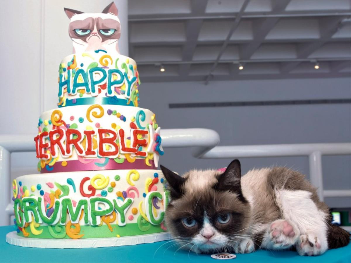 23 tấm ảnh cho thấy cuộc đời rực rỡ của chú mèo cau có Grumpy Cat Ảnh 12