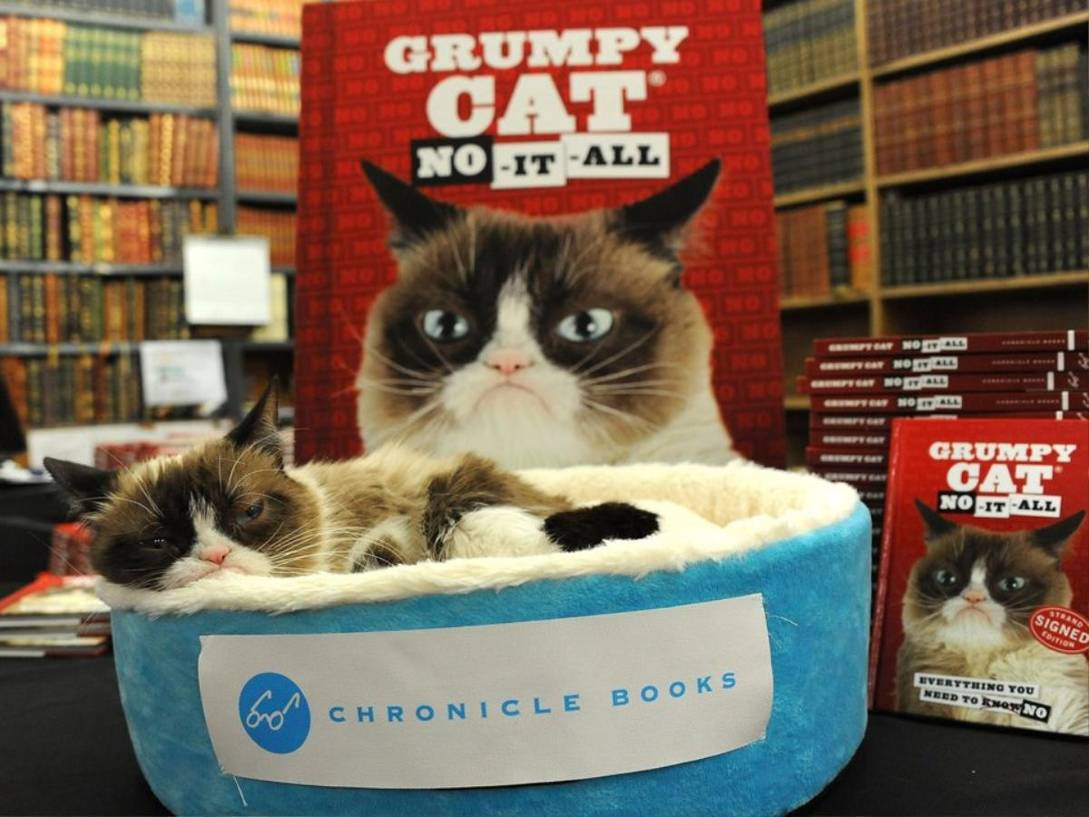 23 tấm ảnh cho thấy cuộc đời rực rỡ của chú mèo cau có Grumpy Cat Ảnh 16