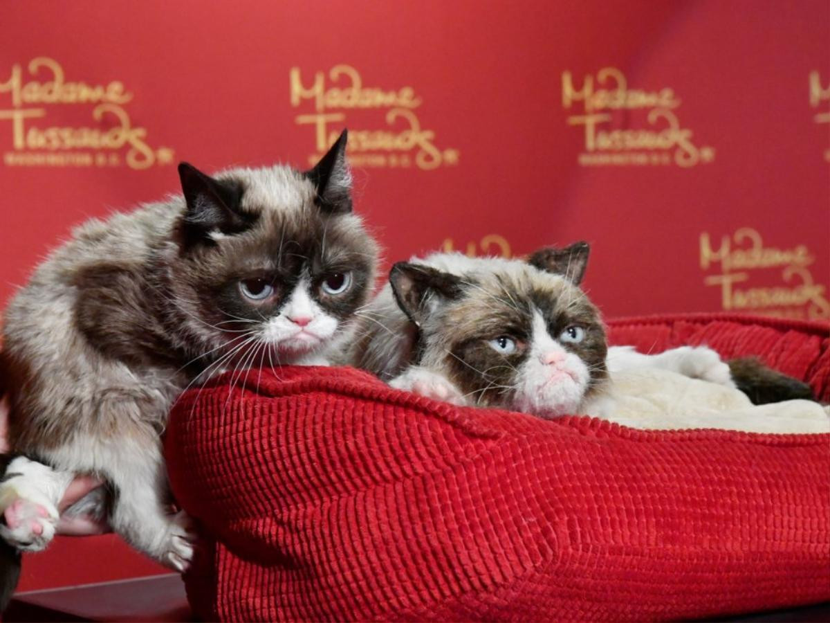 23 tấm ảnh cho thấy cuộc đời rực rỡ của chú mèo cau có Grumpy Cat Ảnh 22