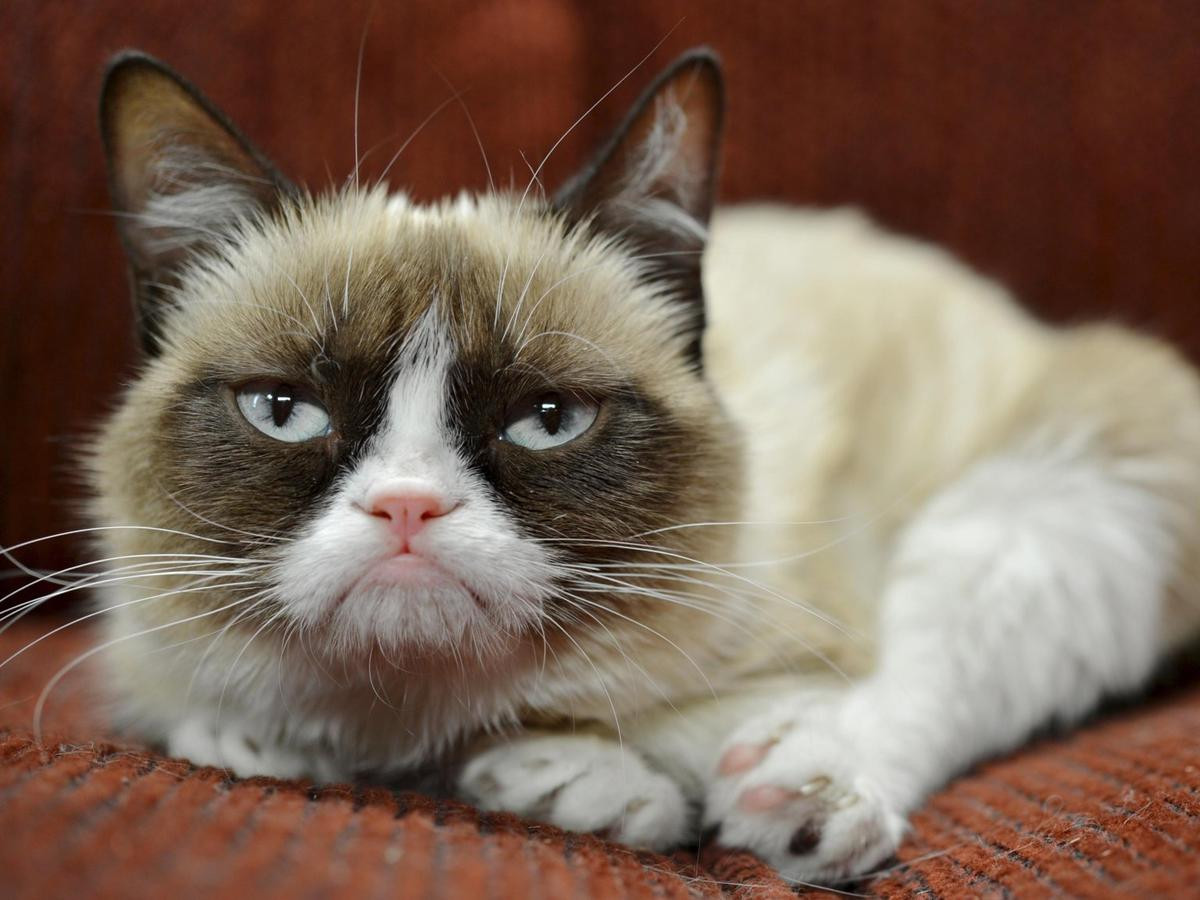 23 tấm ảnh cho thấy cuộc đời rực rỡ của chú mèo cau có Grumpy Cat Ảnh 8