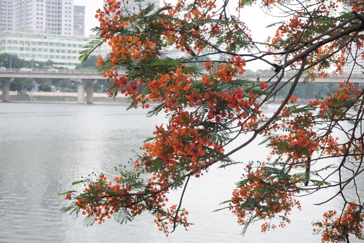 Ơn giời! sau bao ngày nắng nóng, Hà Nội đã có 'cơn mưa vàng' giải nhiệt Ảnh 10