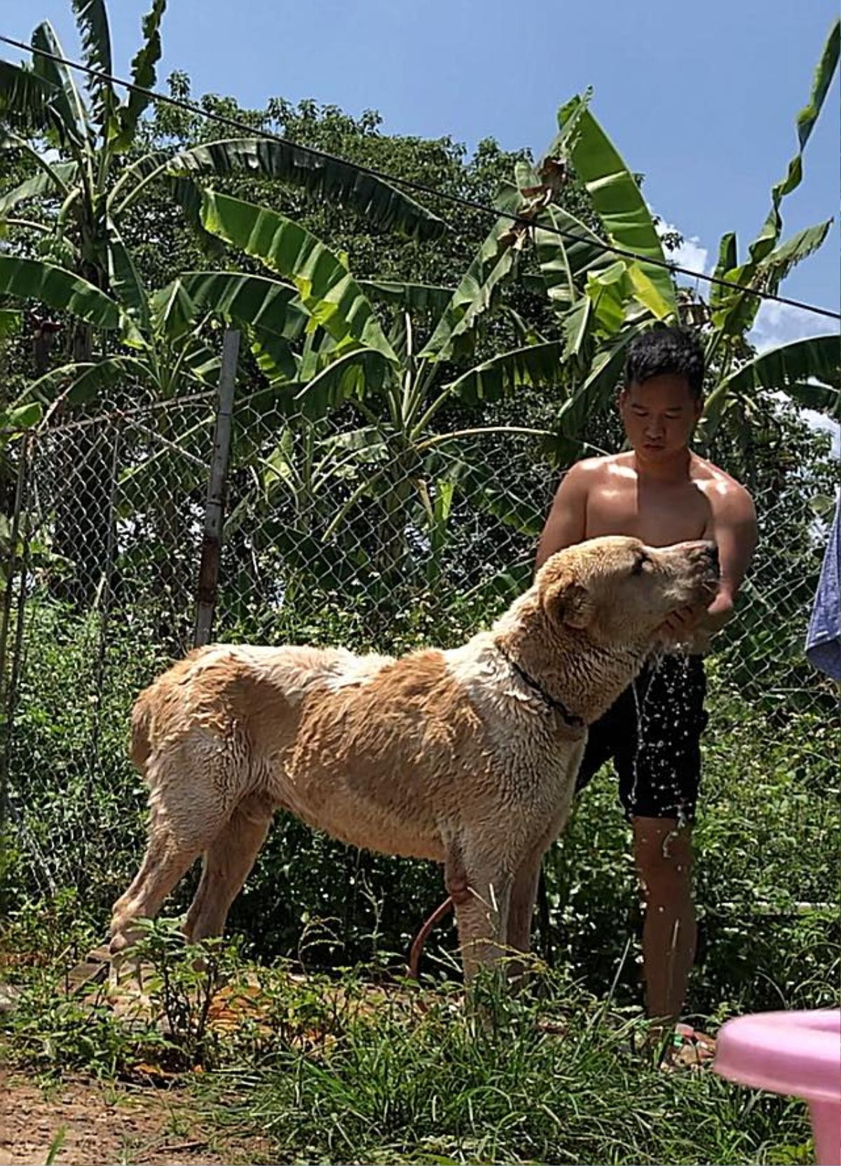 Chú chó Alabai nặng hơn 100kg đột ngột chết do sốc nhiệt khiến nhiều người tiếc nuối Ảnh 7