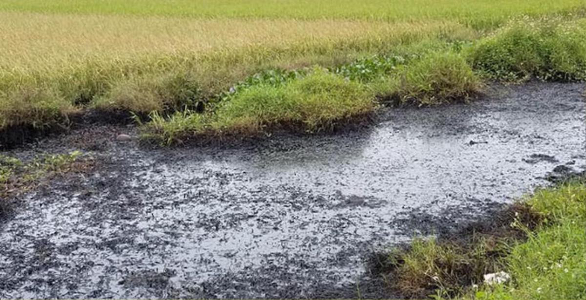 Hải Phòng: Truy tìm đối tượng đổ trộm chất thải độc ra mương nước khiến một người dân bị bỏng nặng Ảnh 3