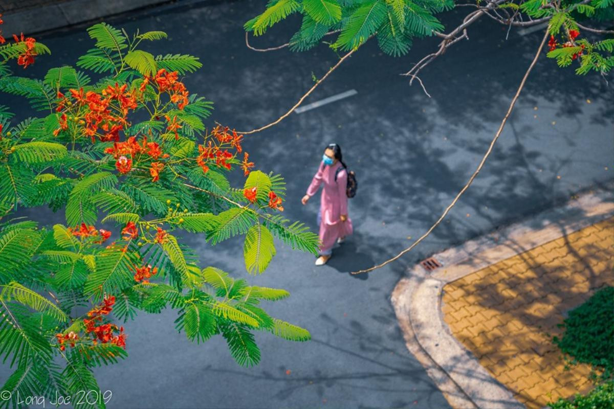 Những ngày cuối tháng 5, thả hồn vào không gian đỏ rực màu hoa phượng tại khuôn viên Đại học Tôn Đức Thắng Ảnh 10