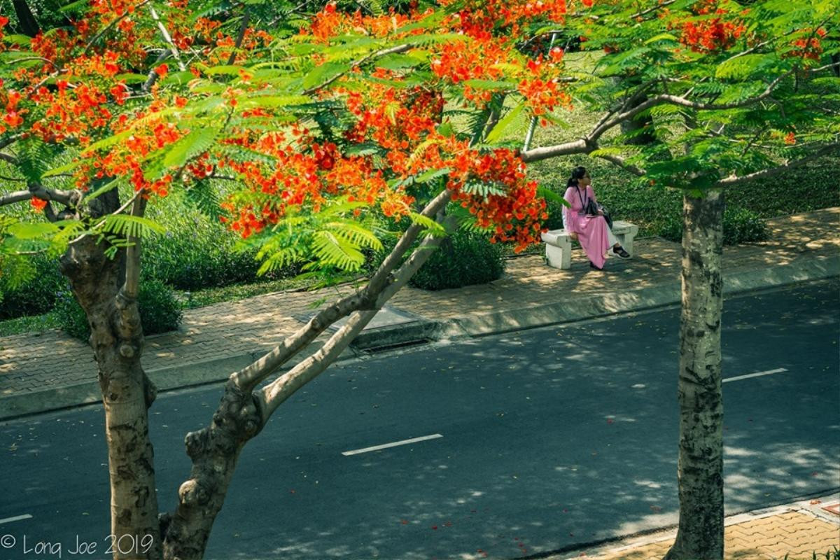 Những ngày cuối tháng 5, thả hồn vào không gian đỏ rực màu hoa phượng tại khuôn viên Đại học Tôn Đức Thắng Ảnh 13