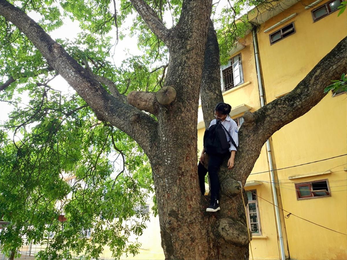 Quá mệt mỏi với những ngày ôn thi, nữ sinh ‘nằm vật’ trên ban công, ghế đá, xà thể dục… Ảnh 7