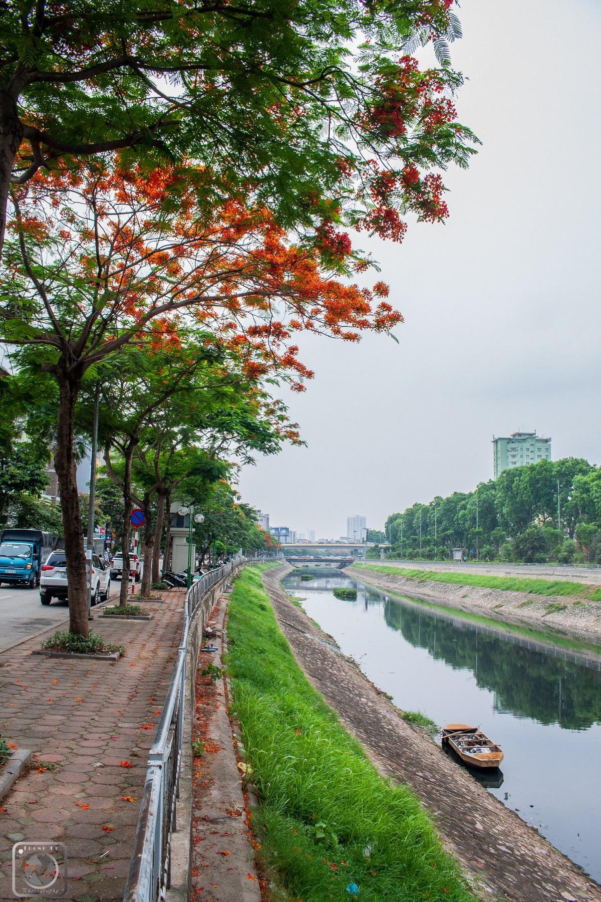 Đây là Hà Nội đang những ngày đỏ phượng, tím bằng lăng, vàng muồng hoàng yến… rực rỡ khắp phố phường Ảnh 12