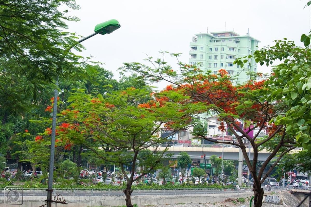 Đây là Hà Nội đang những ngày đỏ phượng, tím bằng lăng, vàng muồng hoàng yến… rực rỡ khắp phố phường Ảnh 13