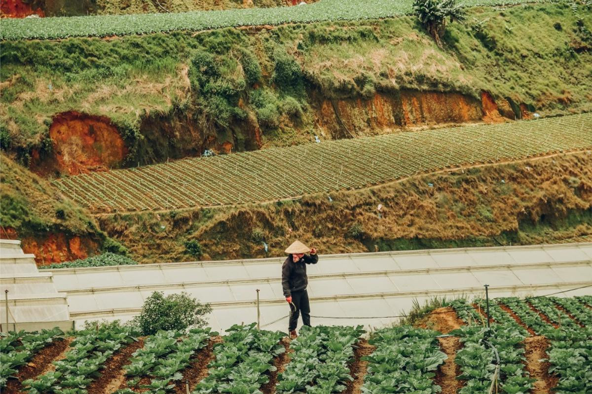 Có một Đà Lạt rất xanh, rất thơ và vắng bóng khách du lịch qua ống kính của chàng kiến trúc sư Sài Gòn Ảnh 7