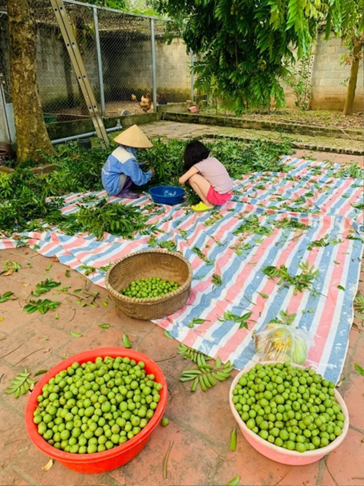 Mỹ nam Hồng Đăng mất cả buổi để thu hoạch 150 kg sấu, 20 kg xoài, 10 quả mít Ảnh 4