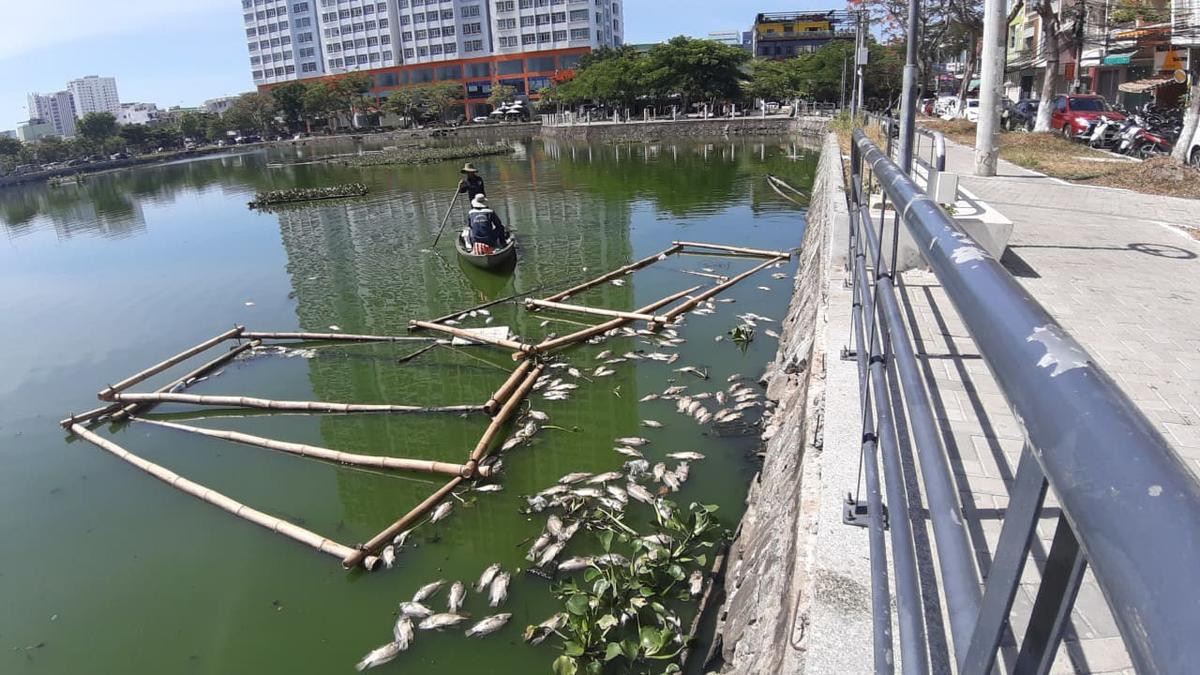 Cá chết hàng loạt nổi trên hồ ở Đà Nẵng do nắng nóng kéo dài Ảnh 2