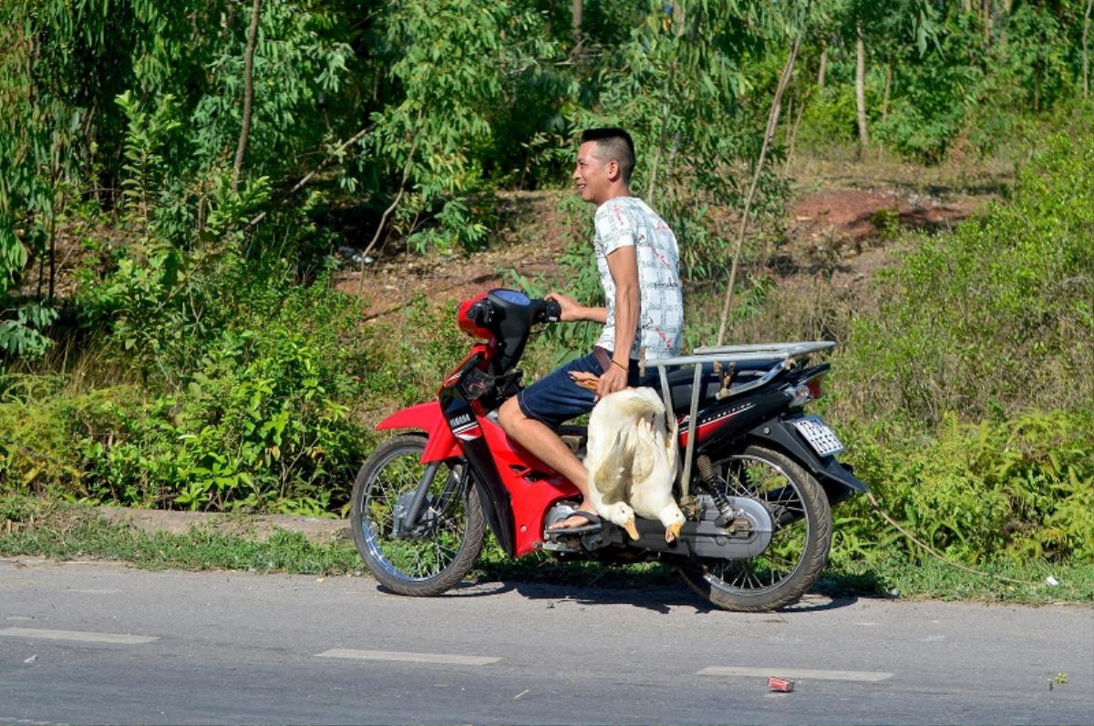 Công an vào cuộc điều tra vụ 'hôi vịt' trên xe tải bị lật ở Quảng Bình Ảnh 1