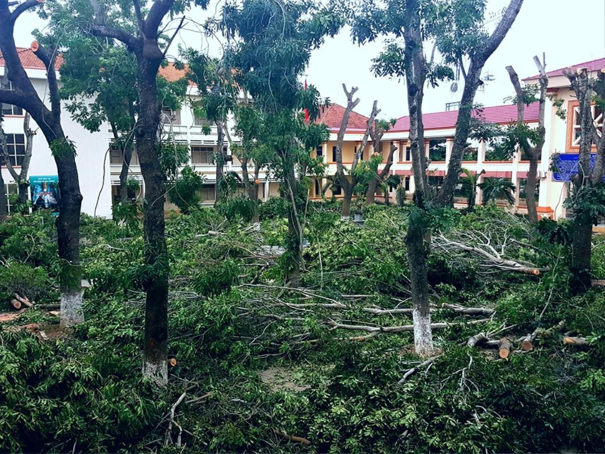 Học sinh THPT chuyên Thủ Khoa Nghĩa tiếc nuối khi những hàng cây cổ thụ gắn bó cùng bao thế hệ bị tỉa 'trắng' cành Ảnh 5