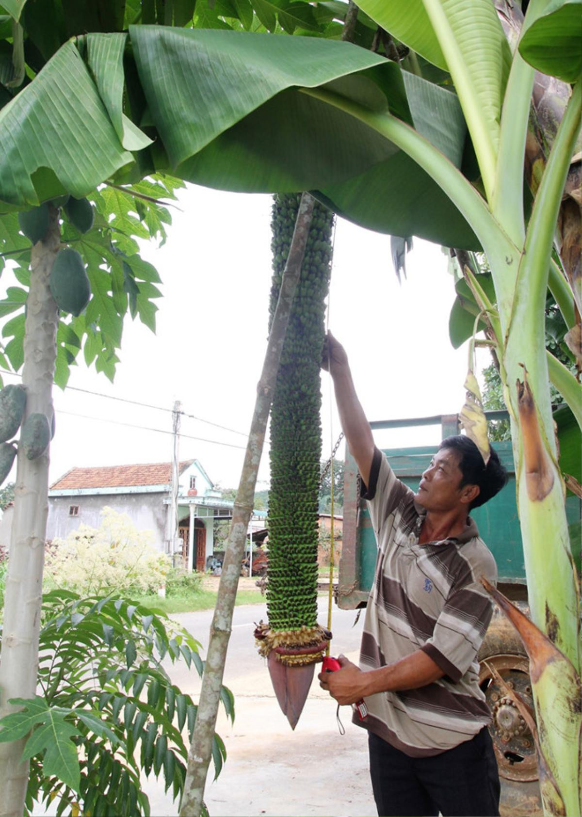 Được bạn tặng cây chuối, người đàn ông bất ngờ khi cây cho buồng khủng dài 2m với 118 nải Ảnh 4