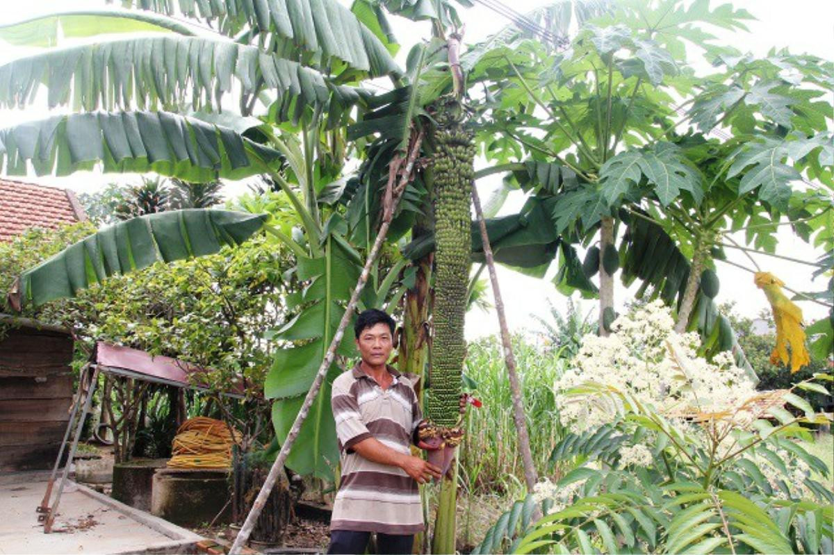 Được bạn tặng cây chuối, người đàn ông bất ngờ khi cây cho buồng khủng dài 2m với 118 nải Ảnh 1