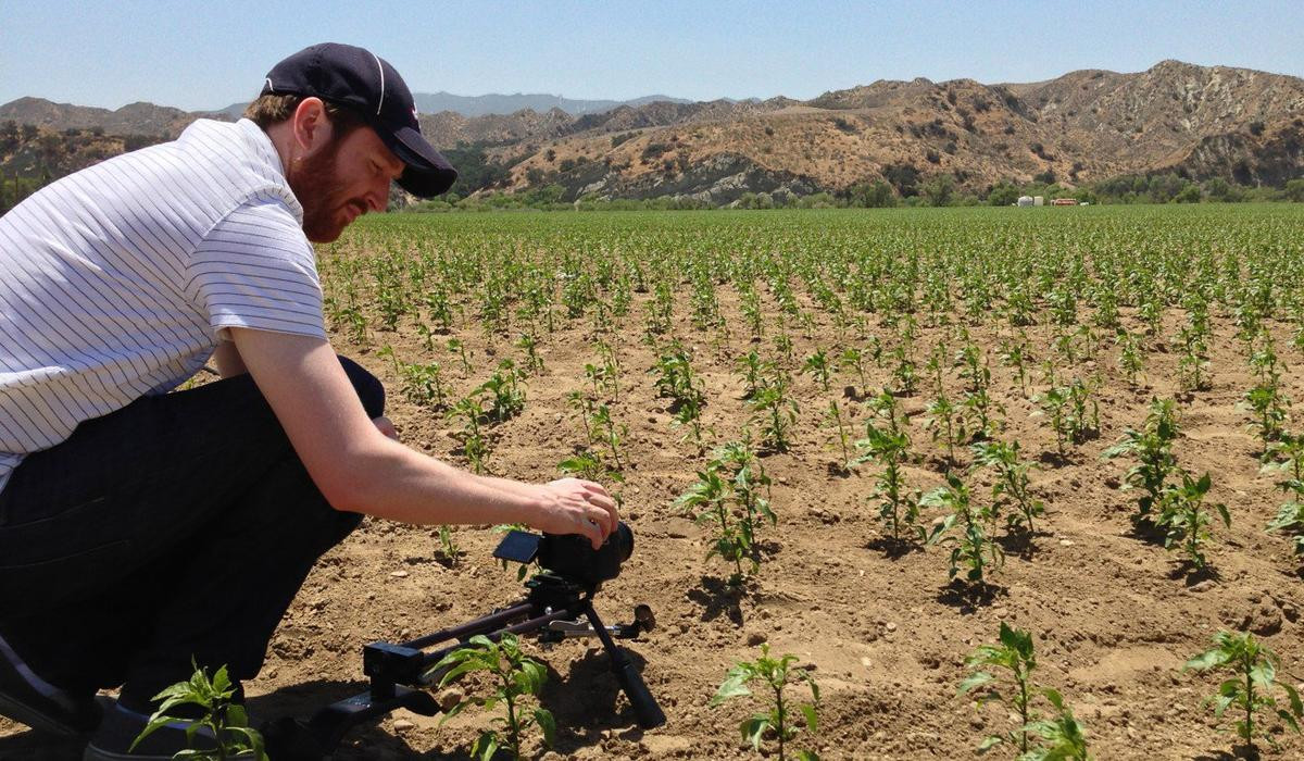 Nhà làm phim Griffin Hammond tham quan cánh đồng trồng ớt jalapeño ở hạt Ventura, bang California. Số ớt này được sử dụng để làm nên tương ớt của Huy Fong. Ảnh: Griffin Hammond.