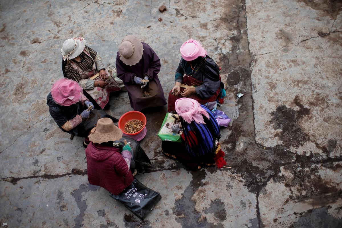 Nhóm những người phụ nữ Tây Tạng đang cùng nhau làm sạch đông trùng hạ thảo tại một cơ sở sản xuất ở tỉnh Thanh Hải.