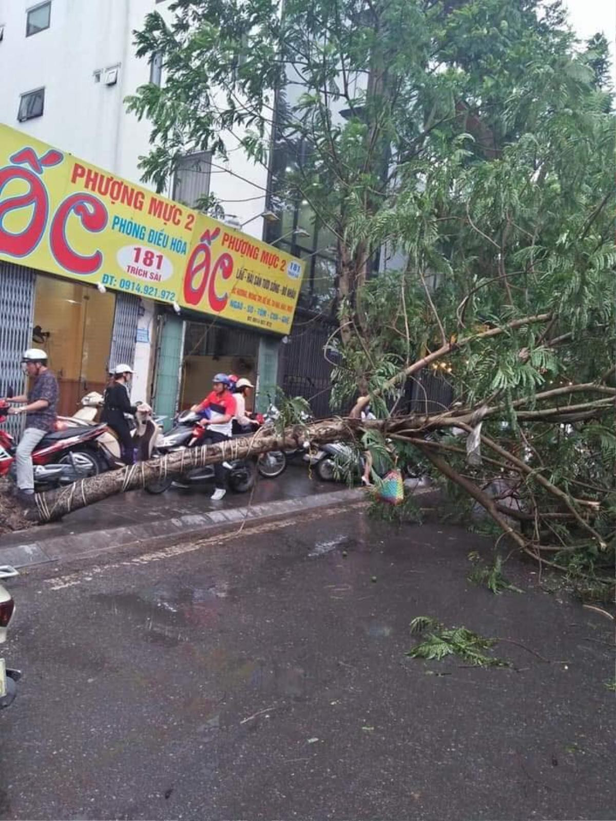 Cây phượng bất ngờ đổ giữa mưa gió lớn ở hồ Tây, người đàn ông nhập viện cấp cứu Ảnh 2