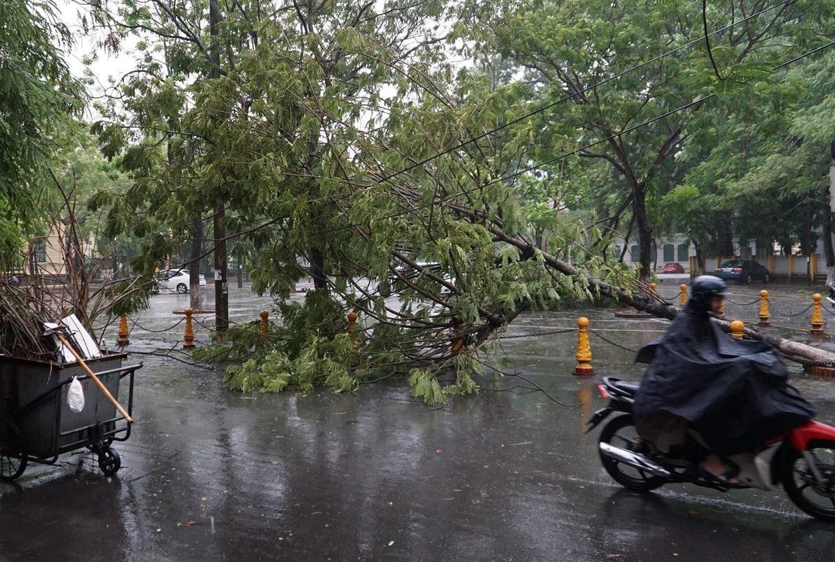 Mưa gió lớn sau bão số 3, nhiều cây xanh ở Hải Phòng bị quật đổ, đường ngập sâu Ảnh 6