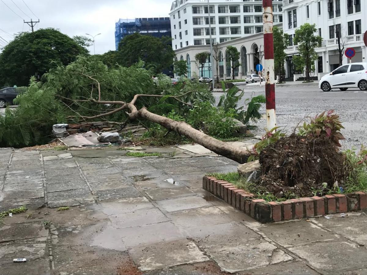 Mưa gió lớn sau bão số 3, nhiều cây xanh ở Hải Phòng bị quật đổ, đường ngập sâu Ảnh 7