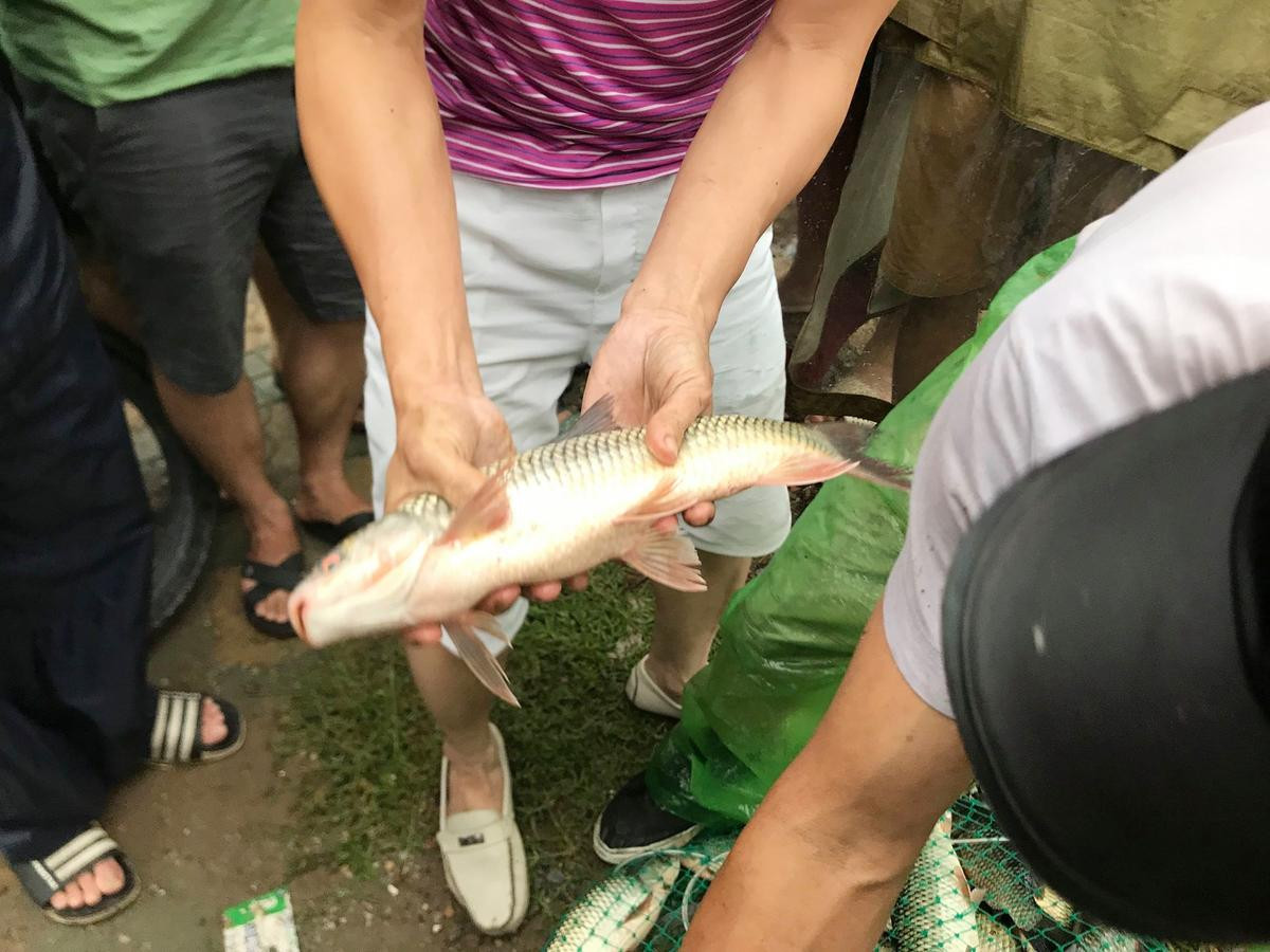 Người Hà Nội mang vó, buông cần câu ra sông đánh bắt hàng chục cân cá sau bão số 3 Ảnh 14