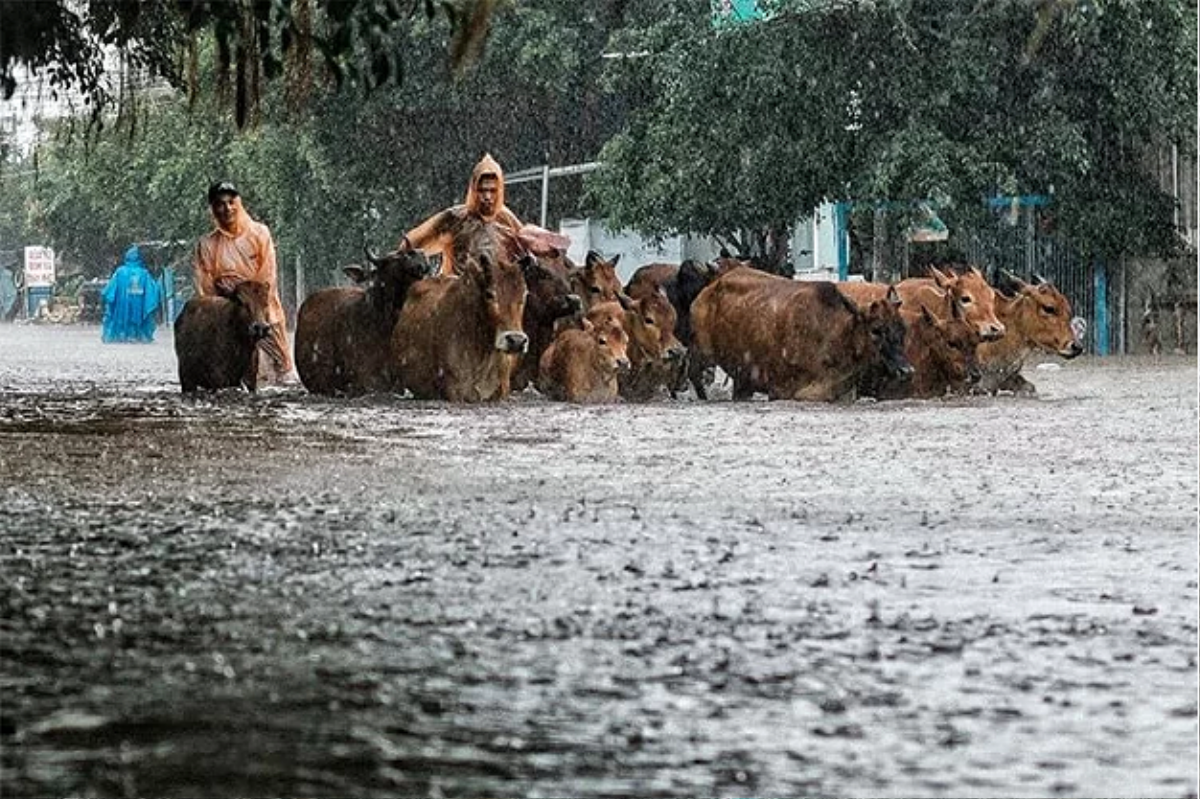 Cận cảnh 'đảo ngọc' Phú Quốc ngập úng nghiêm trọng sau mưa lớn Ảnh 4