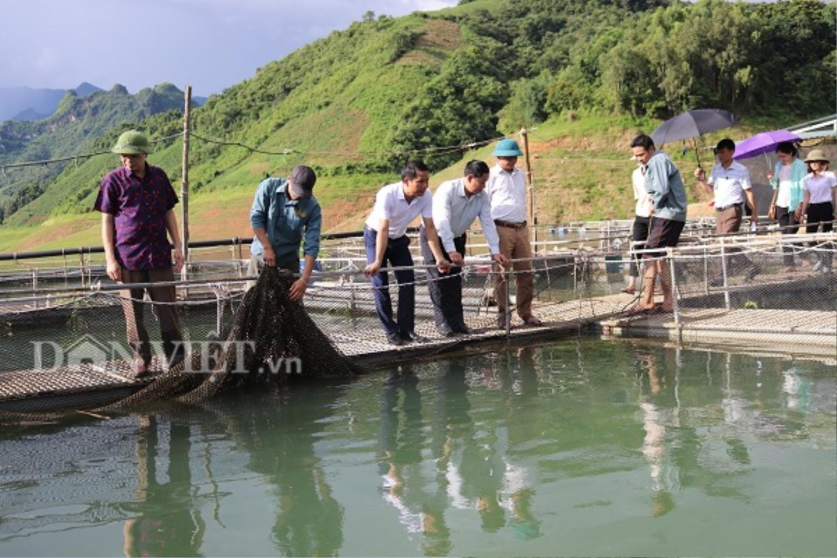 Ra giữa lòng hồ thủy điện Sơn La xem ngồn ngộn cá 'tàu ngầm' Ảnh 3