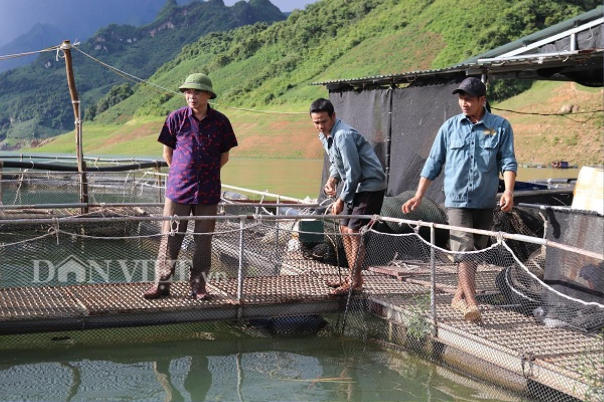 Ra giữa lòng hồ thủy điện Sơn La xem ngồn ngộn cá 'tàu ngầm' Ảnh 5