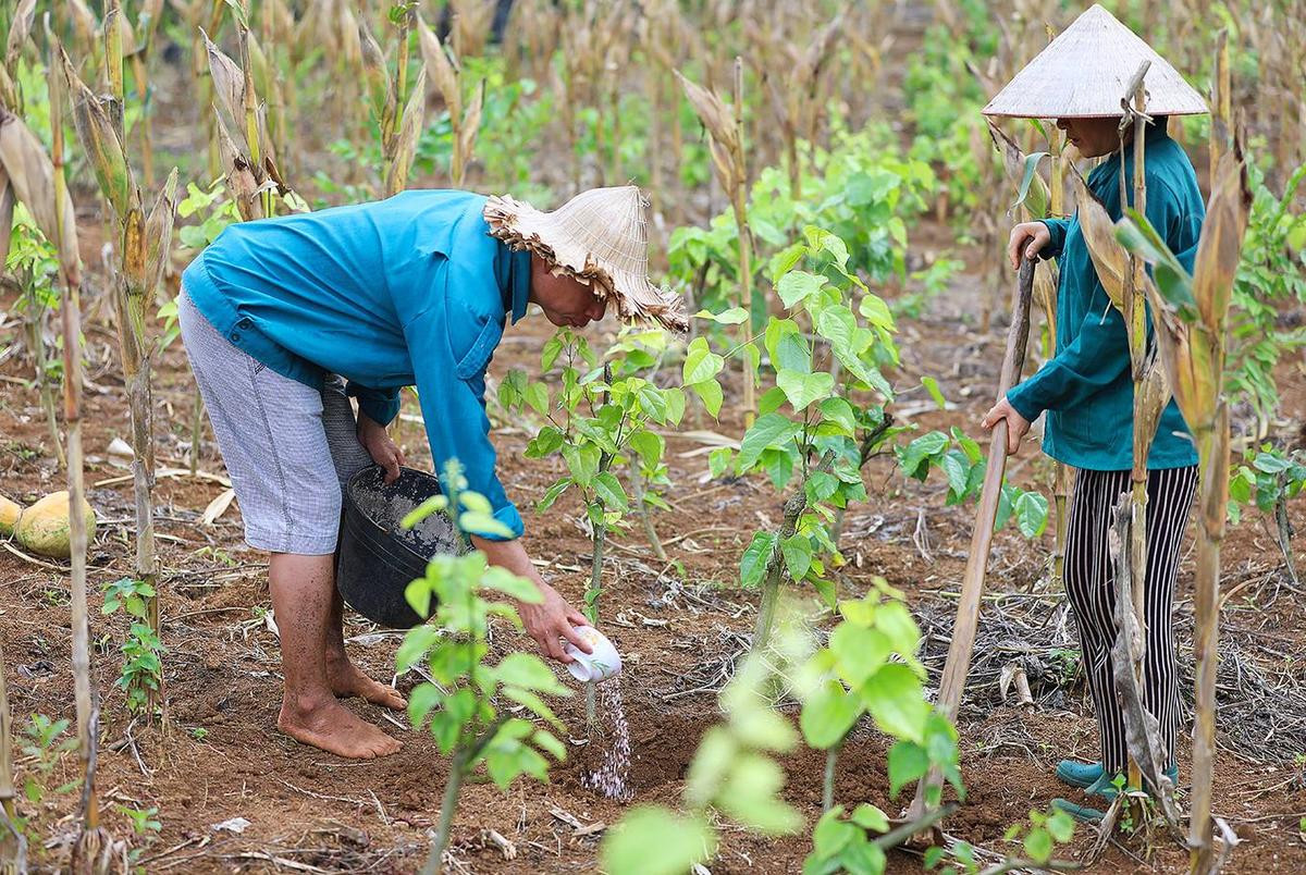 Người dân Lạng Sơn 'thuần hoá' rau rừng thành đặc sản Ảnh 2