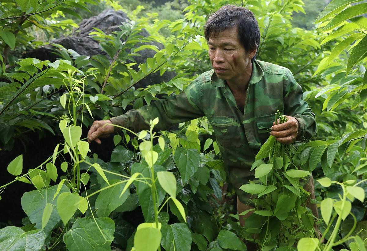 Người dân Lạng Sơn 'thuần hoá' rau rừng thành đặc sản Ảnh 6