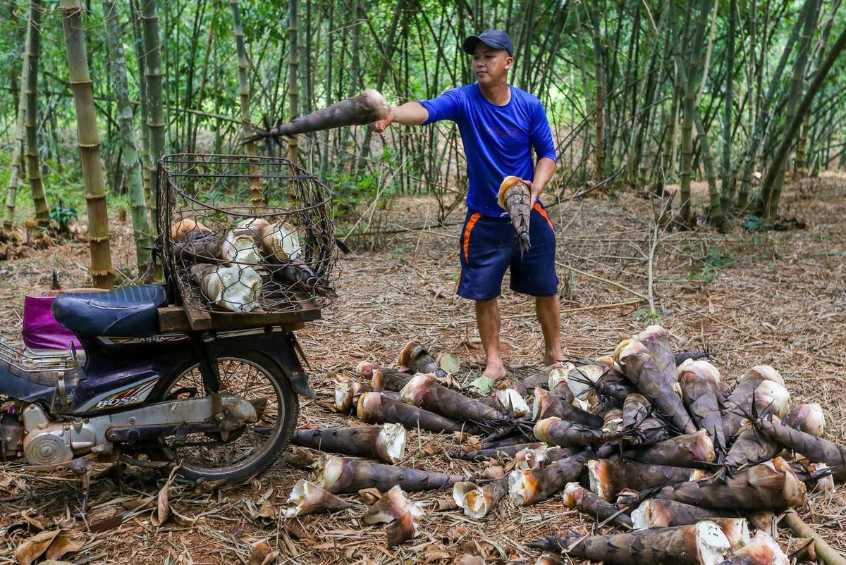 Nông dân Đồng Nai trồng tre lấy măng kiếm 150 triệu đồng mỗi vụ Ảnh 5