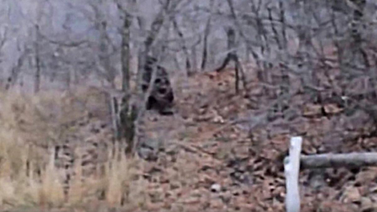 Bigfoot Provo Canyon.