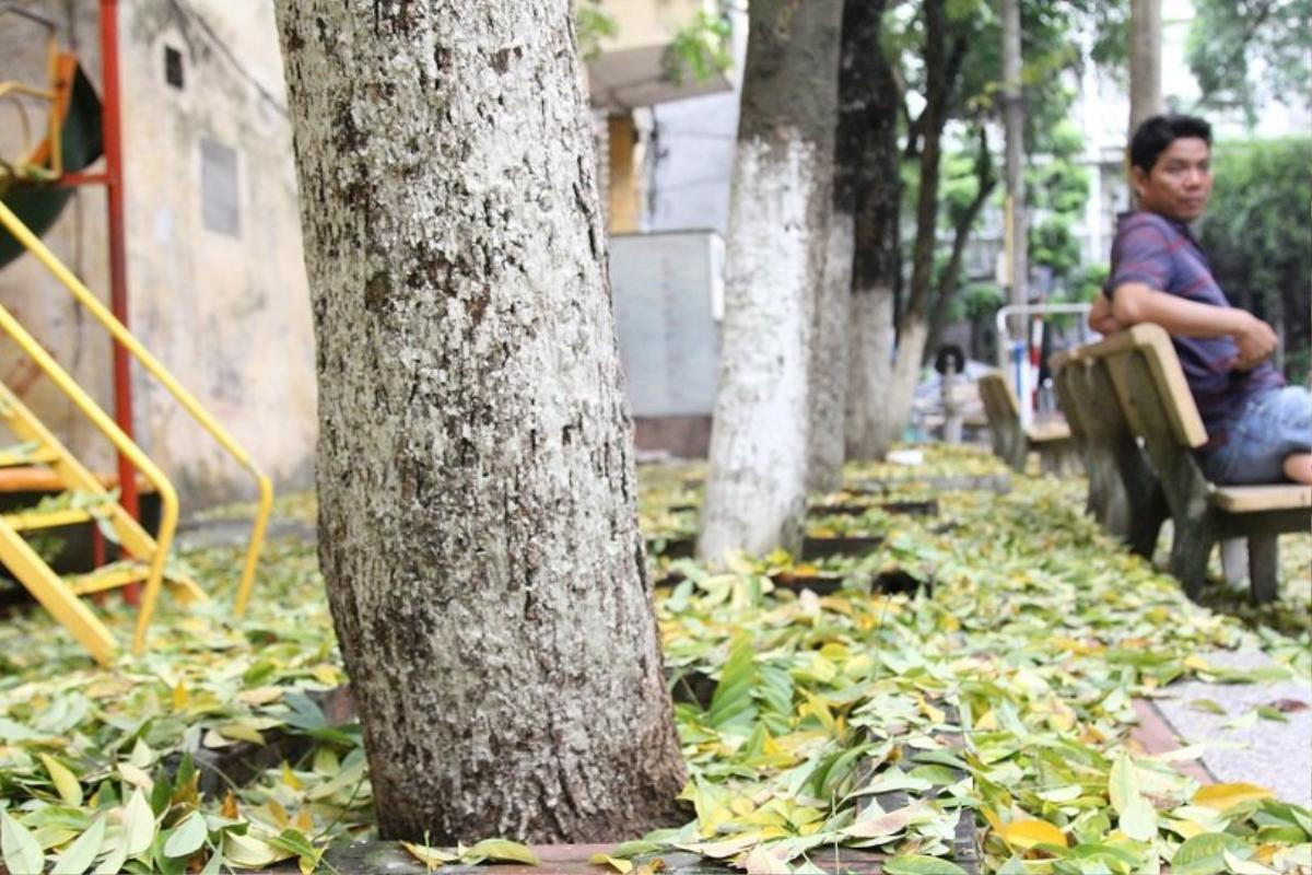 Người Hà Nội ngỡ ngàng trước hàng cây sưa hơn 20 năm tuổi bất ngờ rụng lá phủ kín đường phố ngày đầu thu Ảnh 15