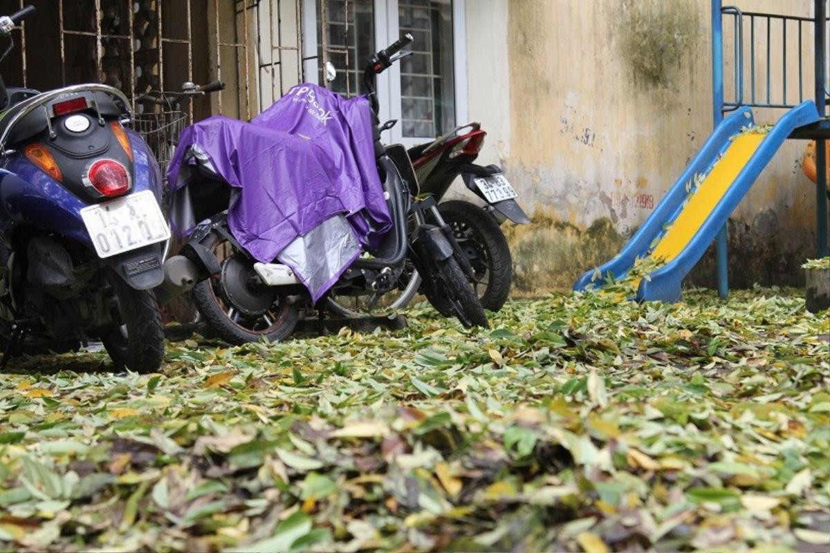 Người Hà Nội ngỡ ngàng trước hàng cây sưa hơn 20 năm tuổi bất ngờ rụng lá phủ kín đường phố ngày đầu thu Ảnh 10