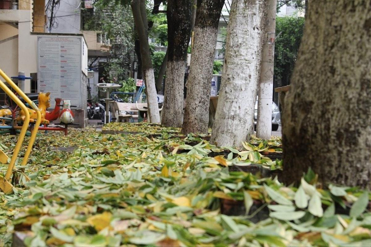 Người Hà Nội ngỡ ngàng trước hàng cây sưa hơn 20 năm tuổi bất ngờ rụng lá phủ kín đường phố ngày đầu thu Ảnh 4