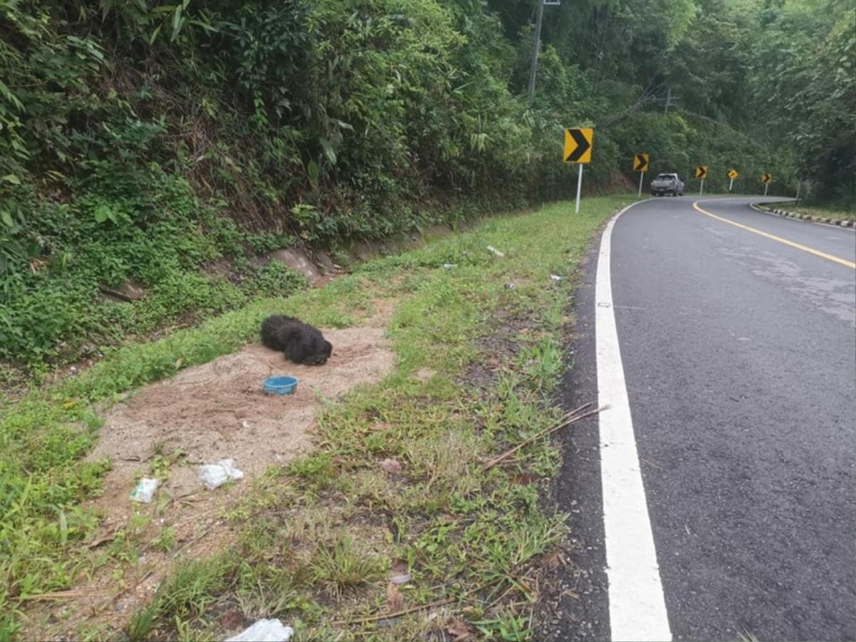 Nghĩ chủ cũ sẽ tìm lại mình, chú chó nhỏ đi bộ 21 km về lại nơi bị bỏ rơi Ảnh 3