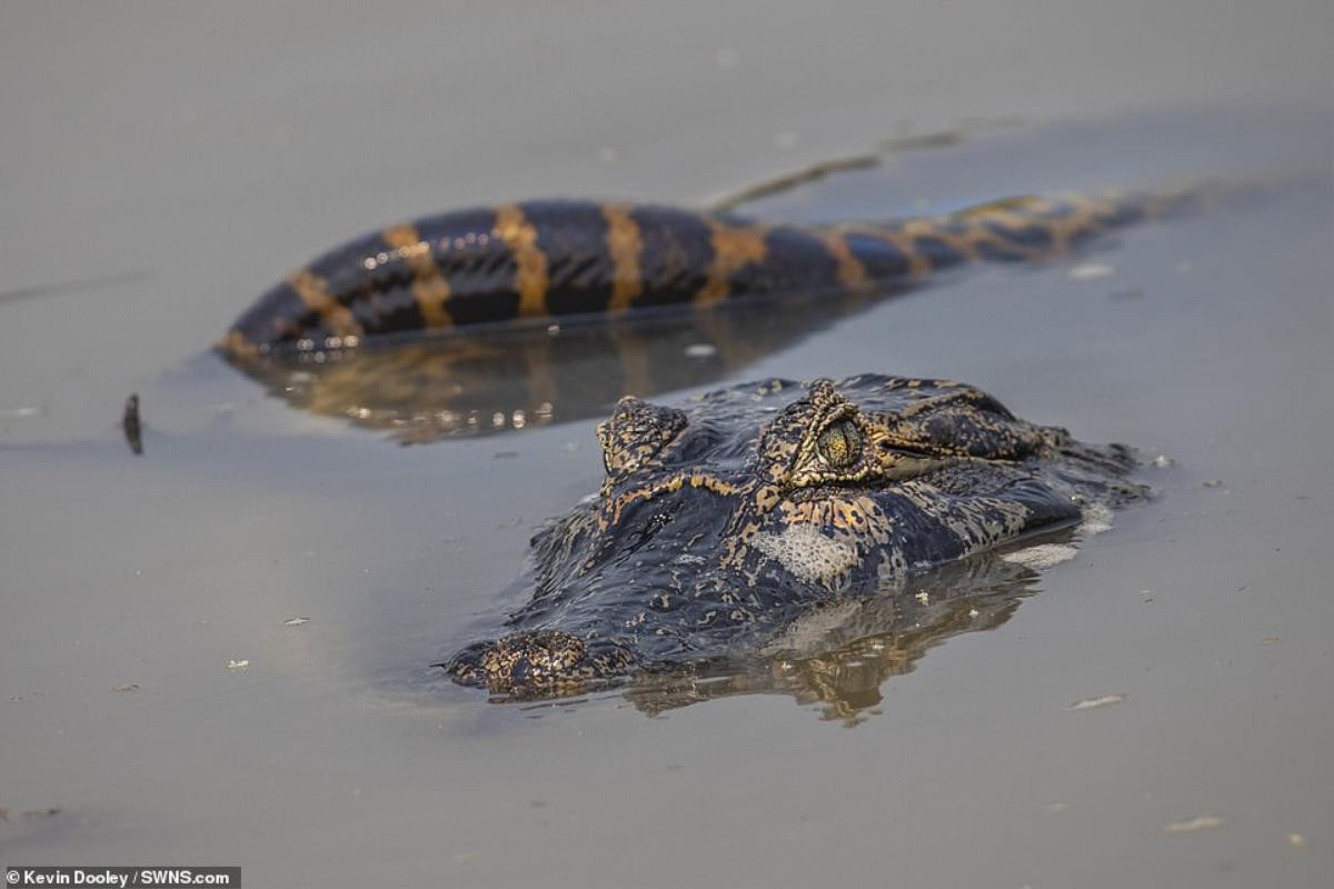 Trăn khổng lồ siết cá sấu caiman 'thừa sống thiếu chết' trong cuộc chiến kịch tính tới phút chót Ảnh 5