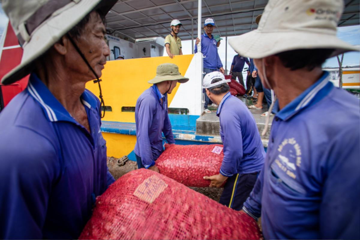 Nông dân đảo Lý Sơn thu hoạch hành tím Ảnh 11