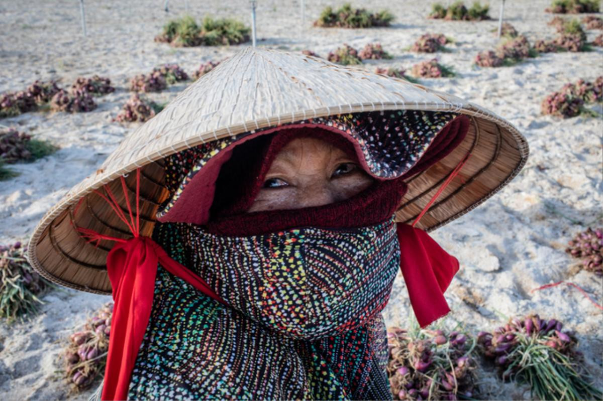 Nông dân đảo Lý Sơn thu hoạch hành tím Ảnh 3