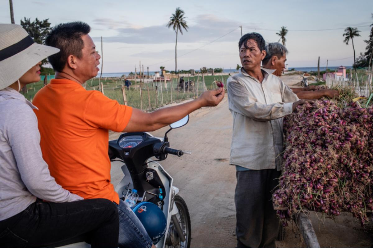 Nông dân đảo Lý Sơn thu hoạch hành tím Ảnh 6