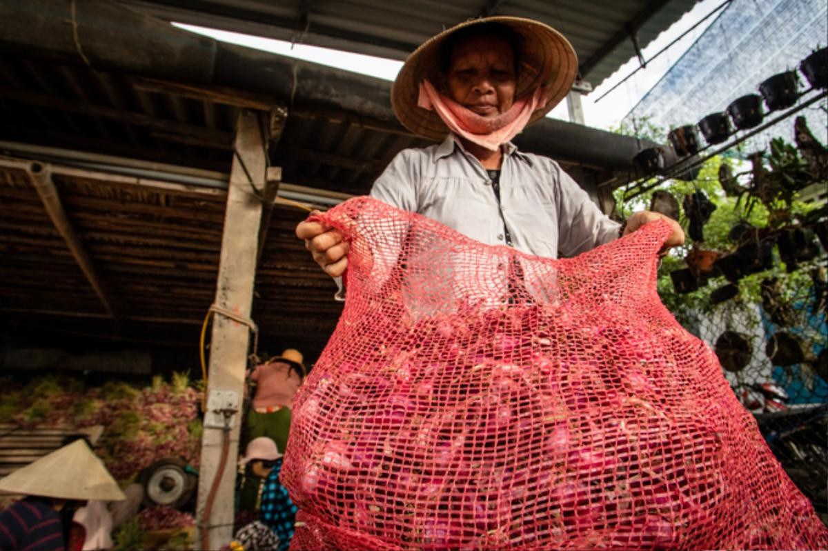 Nông dân đảo Lý Sơn thu hoạch hành tím Ảnh 9