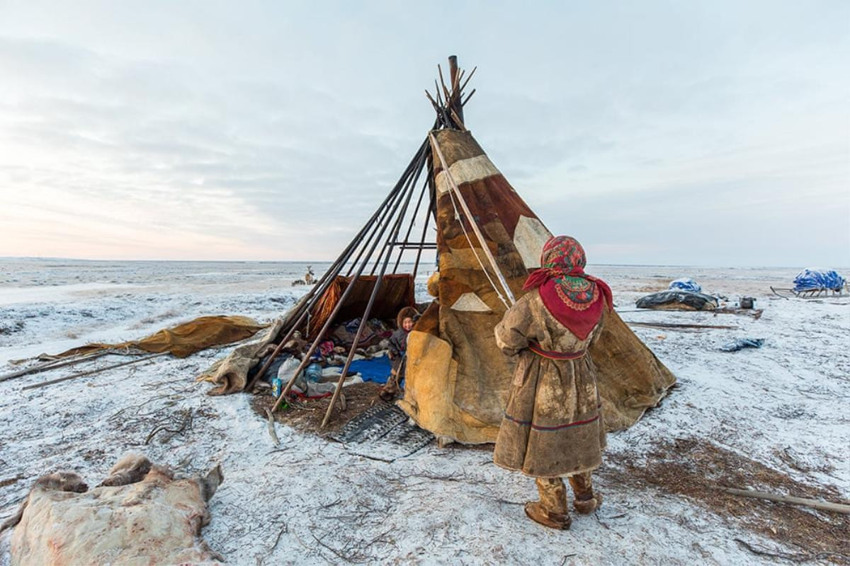 Nenets, bộ lạc sống du mục hàng ngàn năm cạnh tuần lộc và những chú chó ở Bắc Cực Ảnh 4