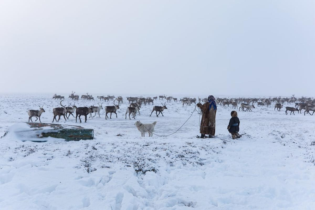 Nenets, bộ lạc sống du mục hàng ngàn năm cạnh tuần lộc và những chú chó ở Bắc Cực Ảnh 5